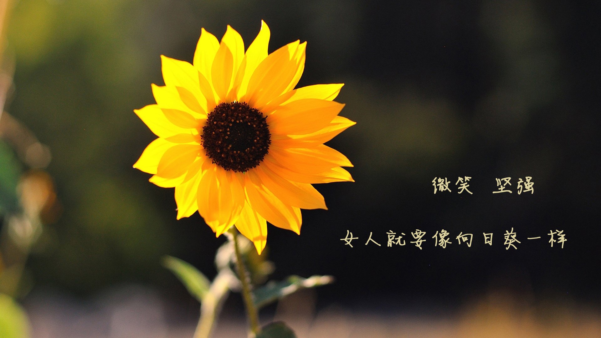 世界水上漂流争霸赛，水流激荡中的极速快感，水上漂流怎么玩