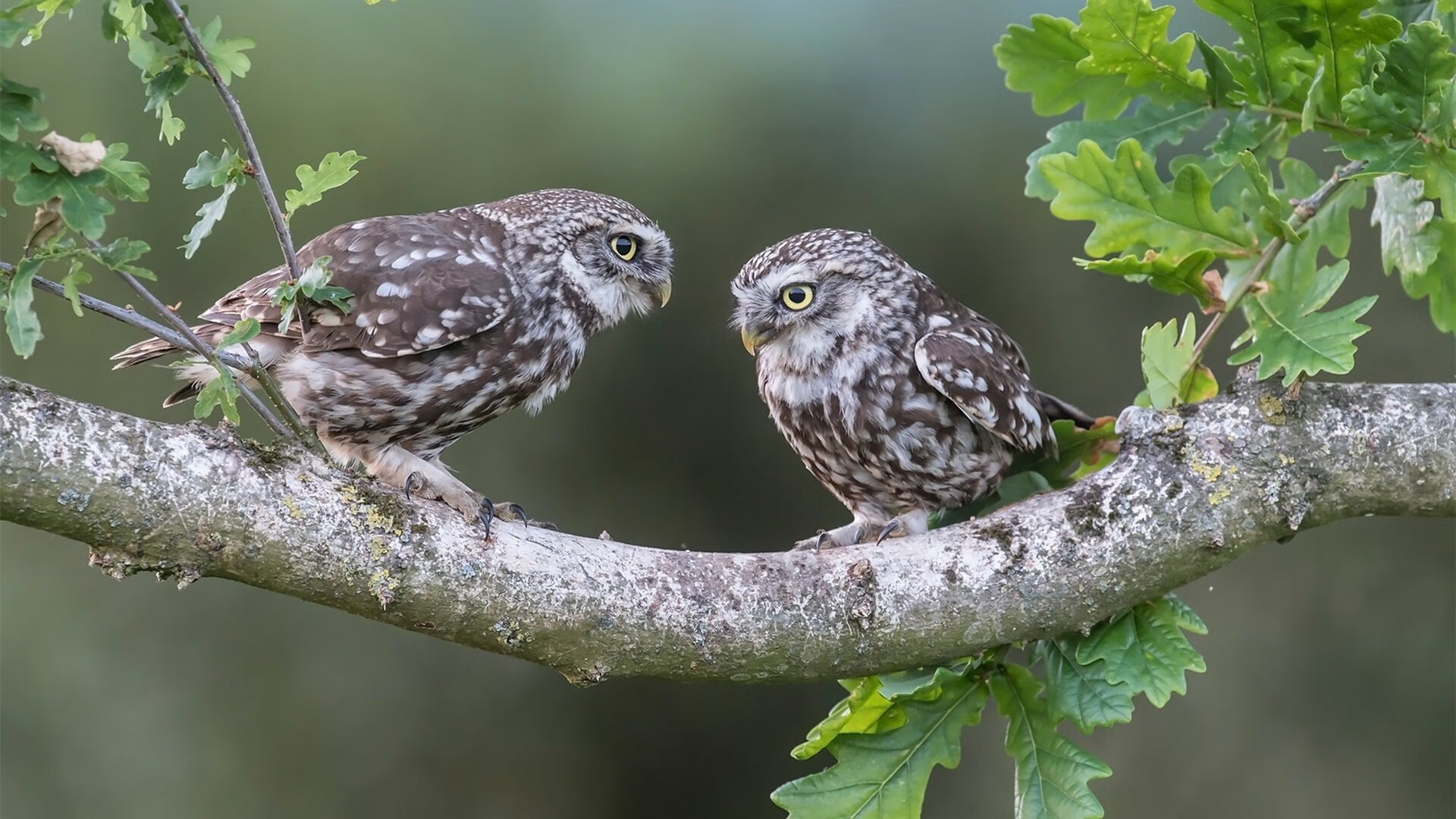 中超各队关键球员缺阵影响评估,中超 队伍