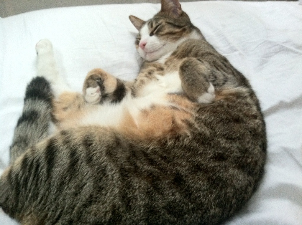 西甲裁判在关键赛事中的语言风格变化与判罚一致性研究,中甲裁判选派