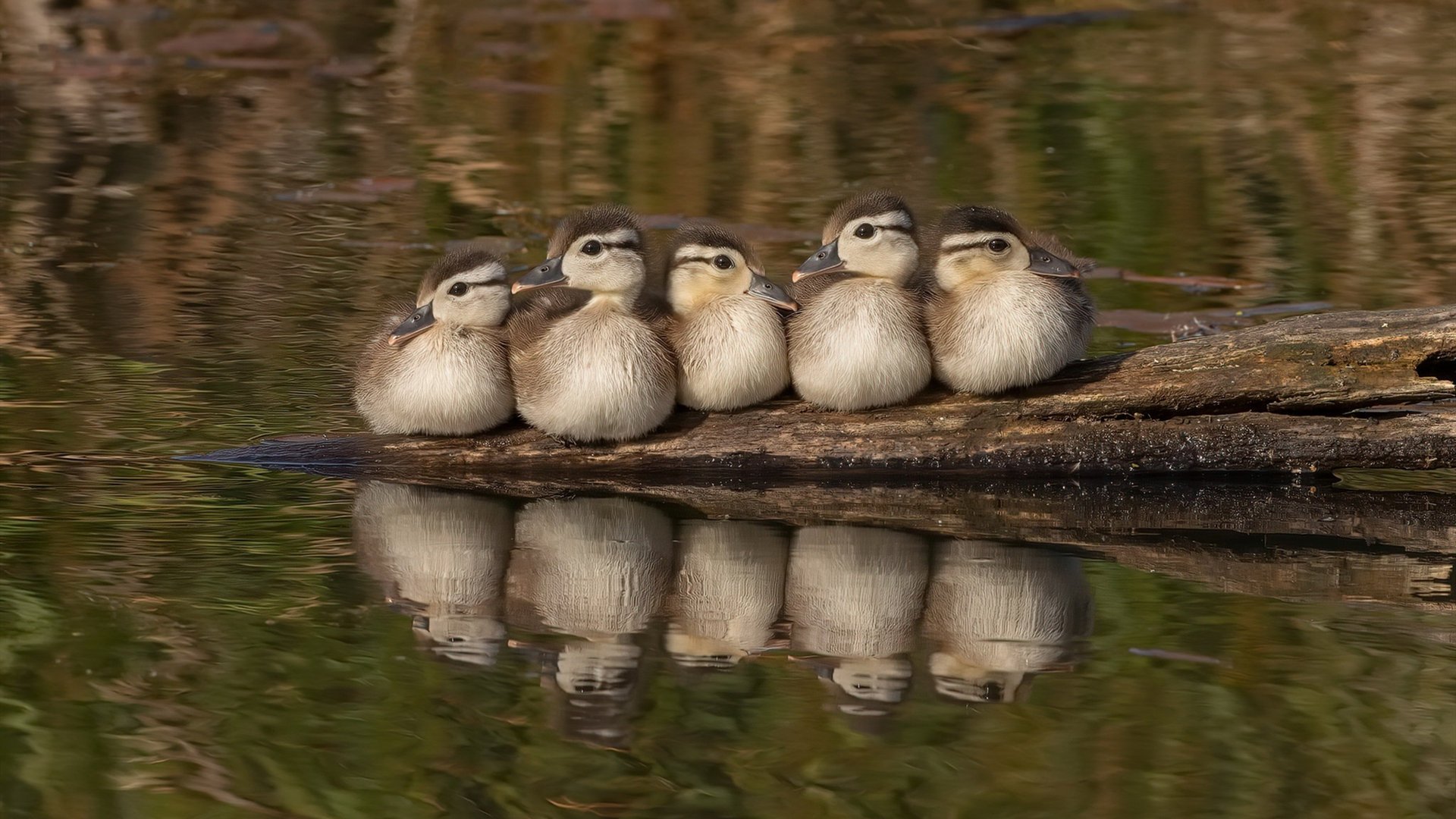 Jiu You-CBA各球队加强对外援的考察和管理，cba外援政策解读