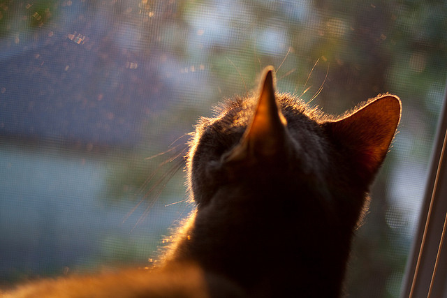九游游戏中心官网-NB Staouéli 第三次夺冠，教练 Mohamed Yahya 带队夺冠，nbl 2021