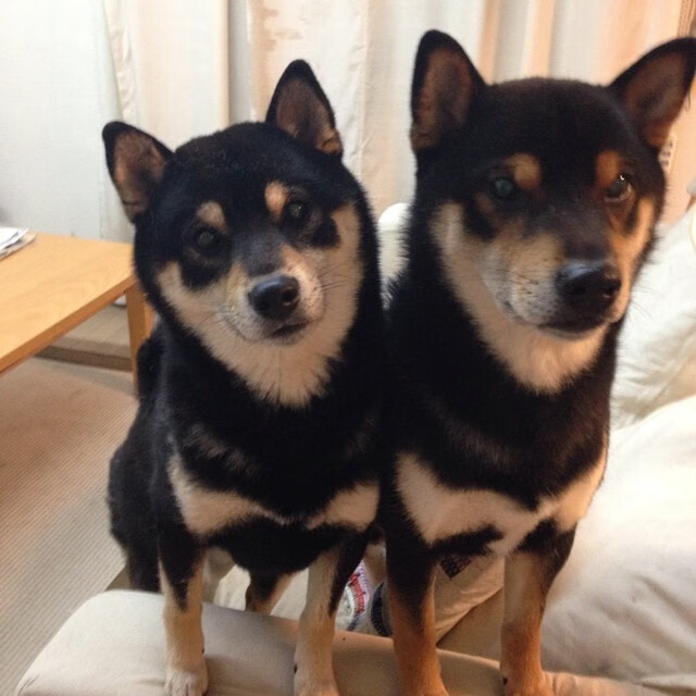 奥运会柔道项目规则调整提高比赛观赏性，奥运会柔道项目这么多