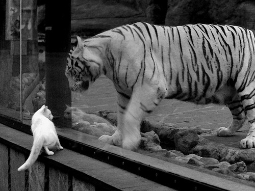 九游娱乐-波兰乒乓队未来发展：加强国际合作与技术交流，波兰乒乓球联赛