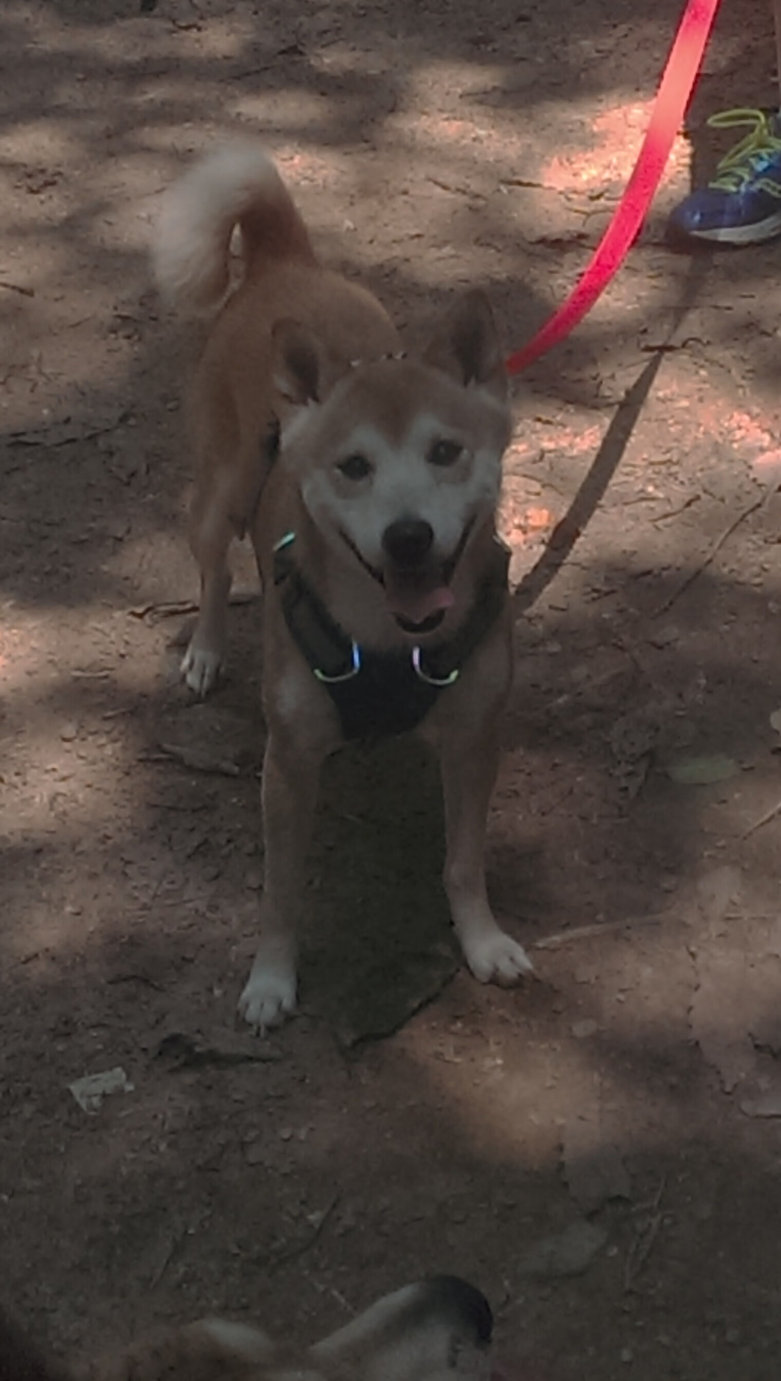 “马科斯·莫奇的防守技巧与战术适应力，助力阿根廷美洲狮队全面崛起”