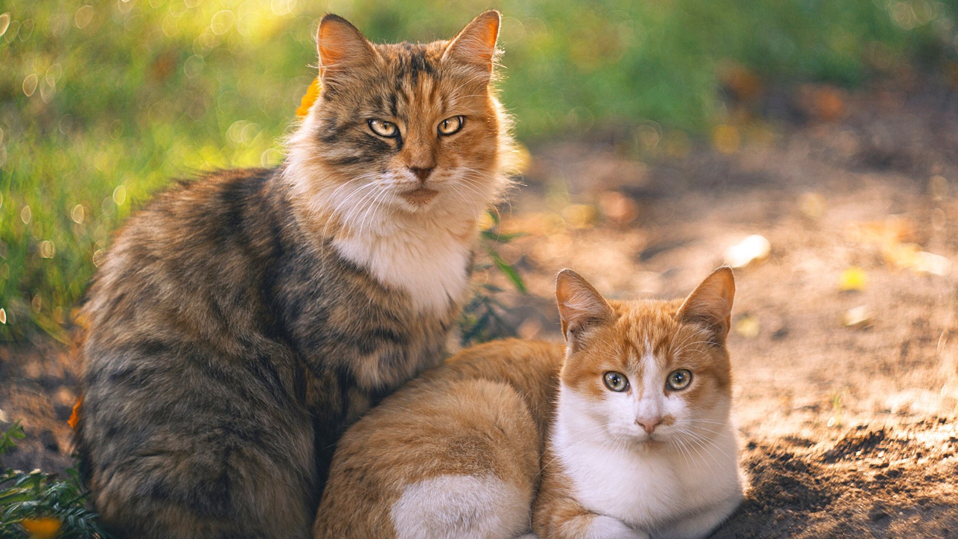 伊丽莎白·德克斯冲刺阶段表现抢眼，德雷克伊丽莎白女王