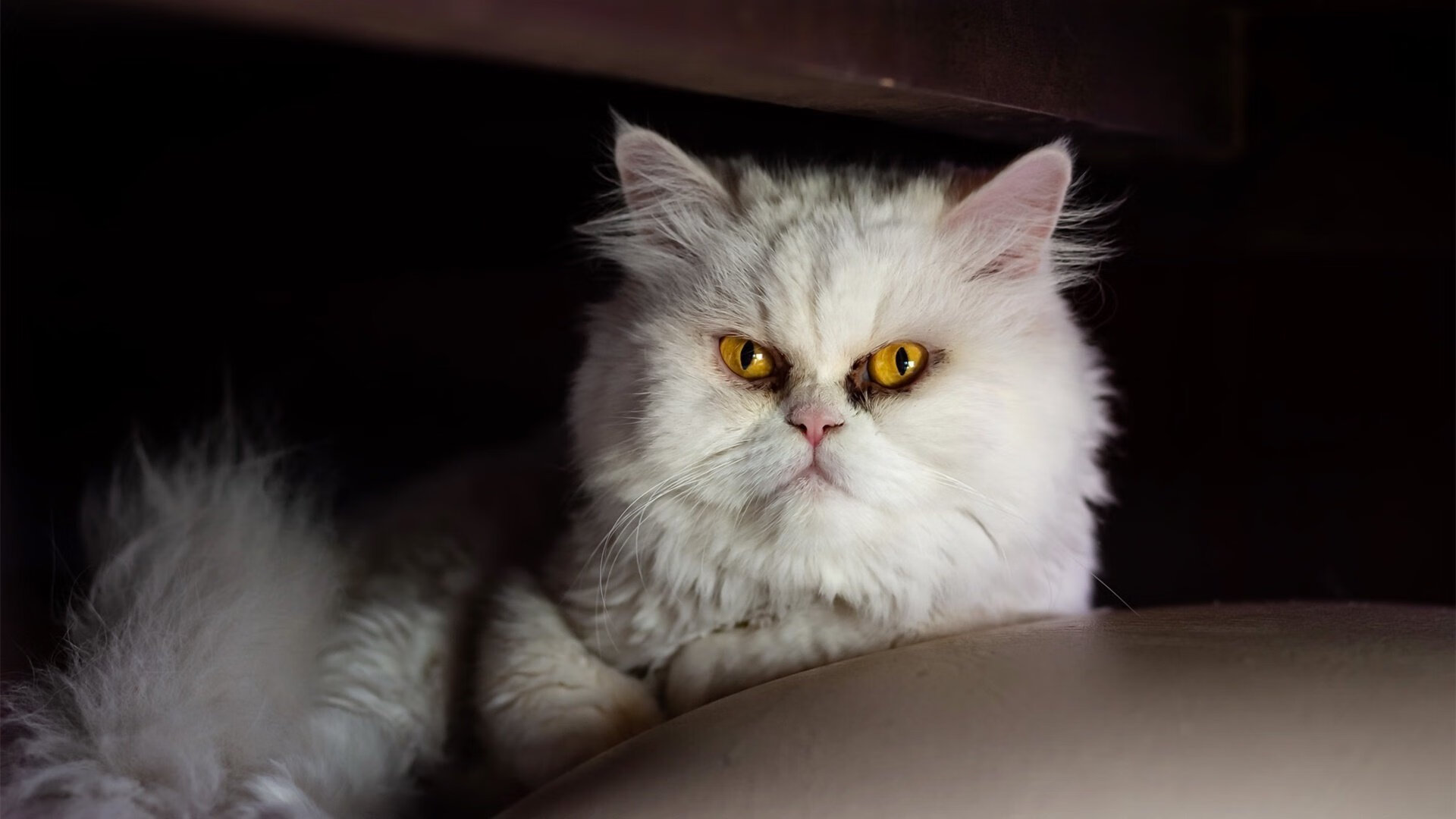 九游娱乐官网 (jiuyou)-国王三连胜后士气高涨全队状态爆棚，国王队三巨头