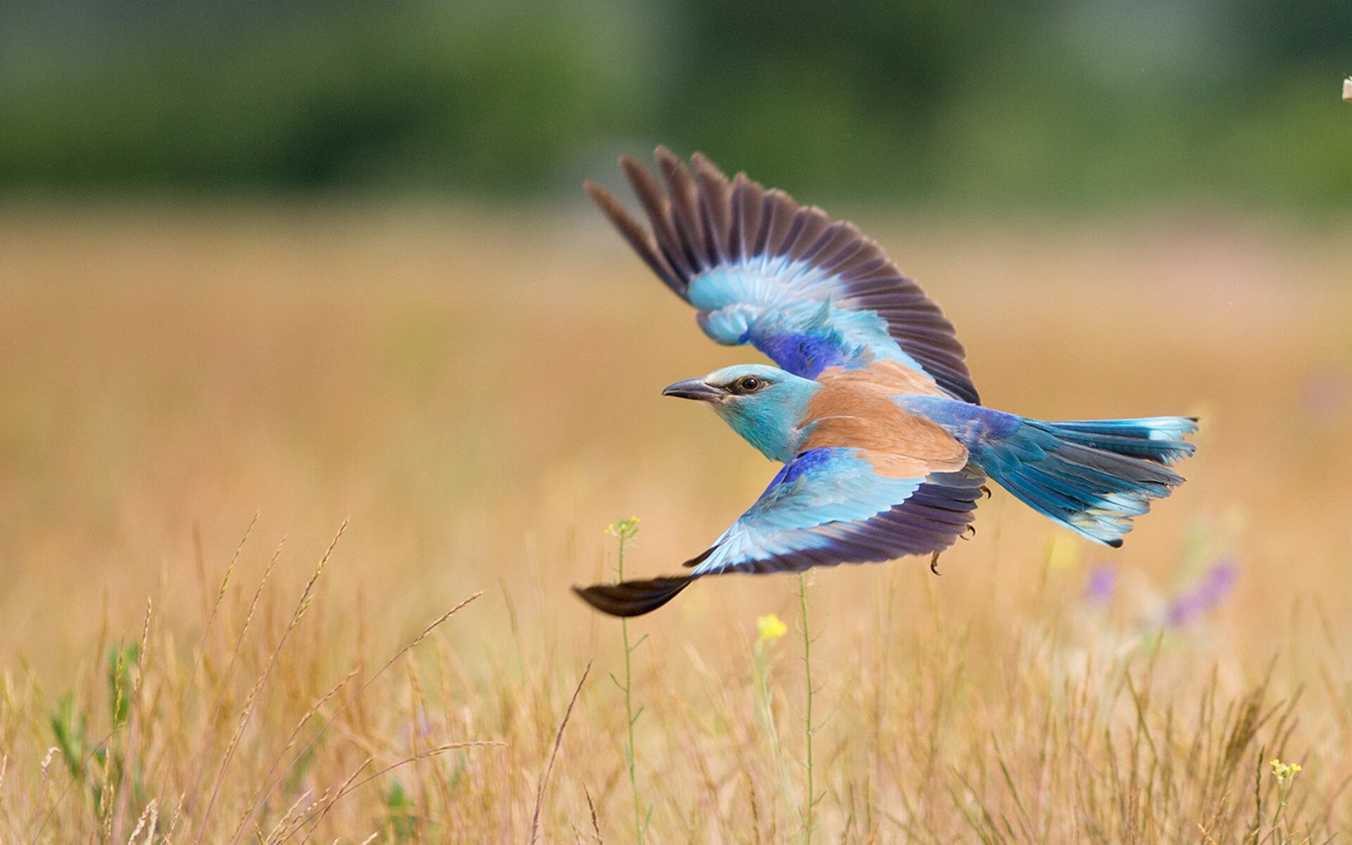 意甲经典对决：长传配合中的美感碰撞，意甲集锦2021