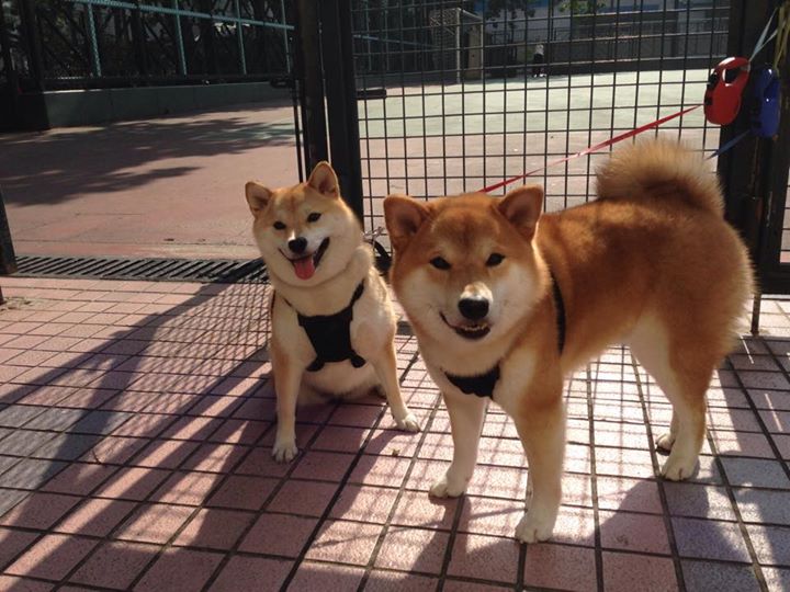 新西兰男子橄榄球队重振雄风，未来战术更加多元化，新西兰橄榄球国家队