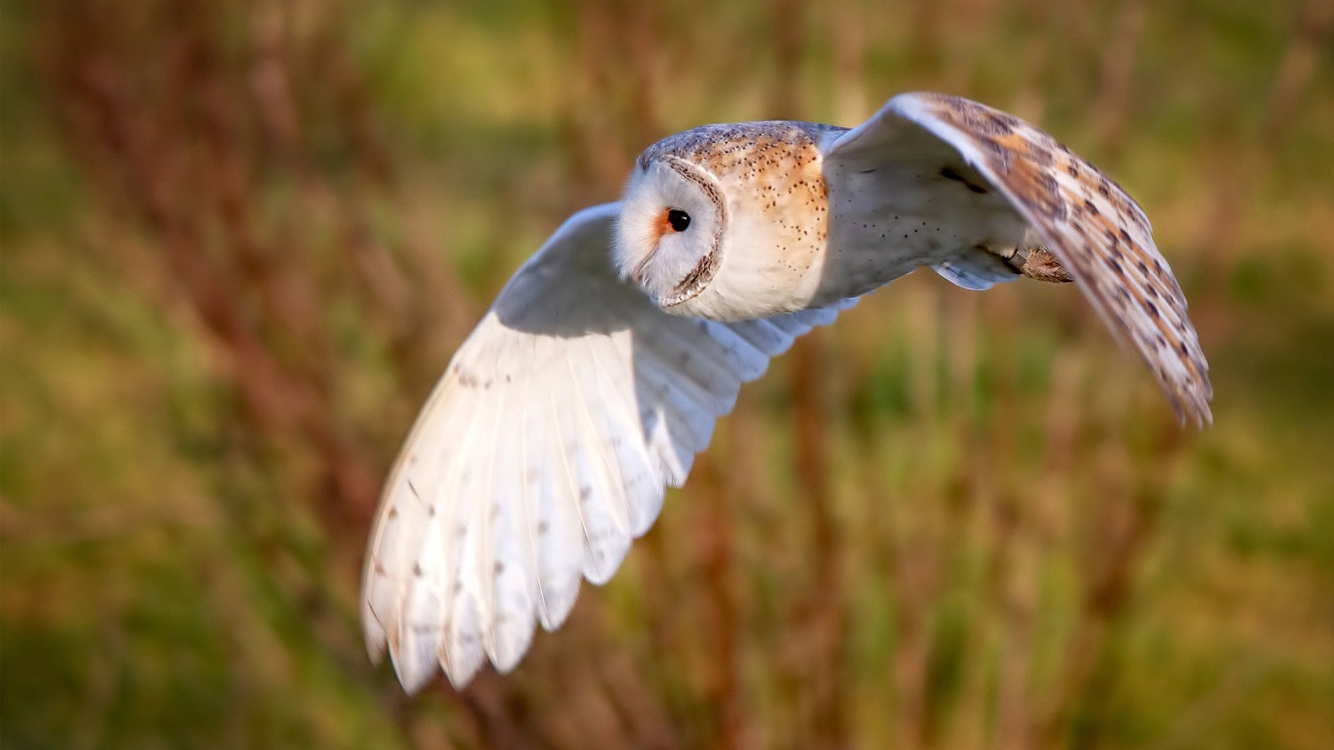 九游(jiuyou)官方网站-澳大利亚加强橄榄球基础设施建设，澳大利亚国家橄榄球联赛