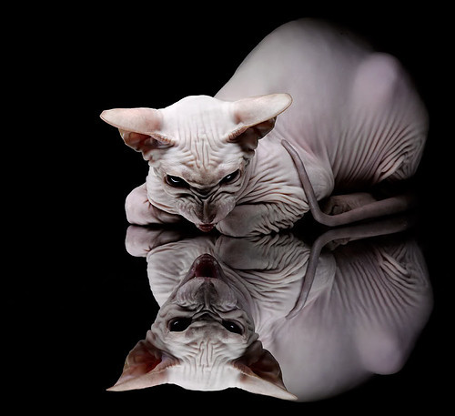 热火外援采访称爱上海内外球迷文化，热火队视频