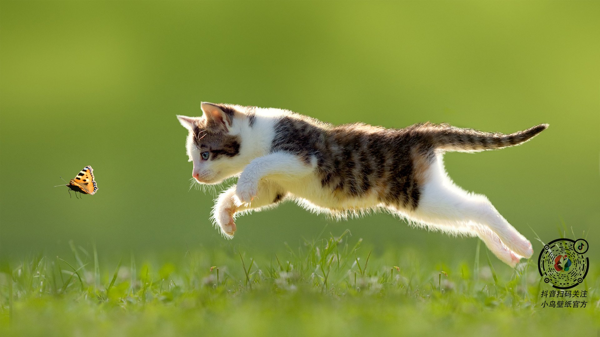 -蛙泳新人波兰刷新个人最佳，波浪式蛙泳慢动作视频