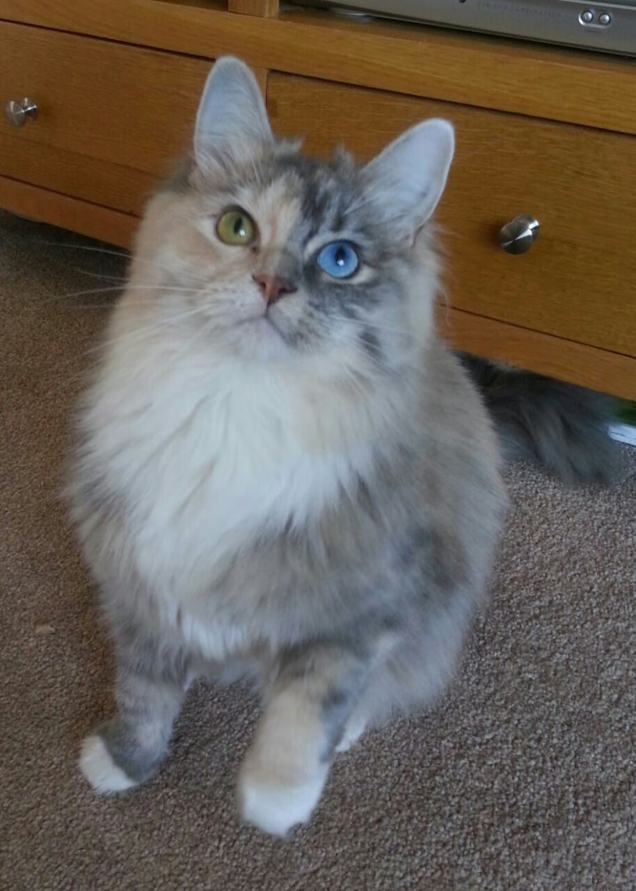 九游（jiuyou.com）游戏-詹姆斯训练后回应休赛期交易传闻，詹姆斯再次伤退