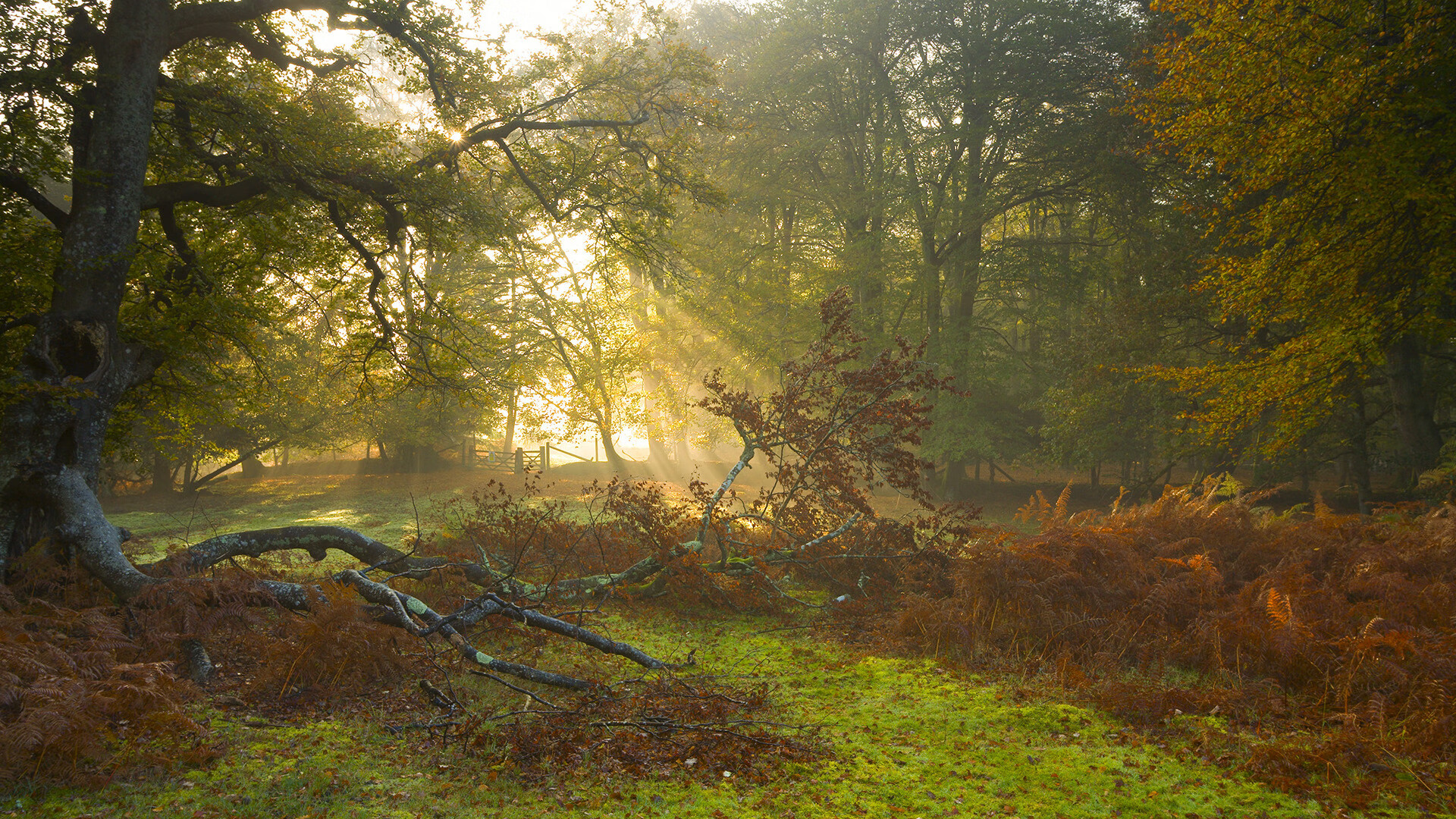 九游娱乐-里奇·麦考：全黑队的铁血防守，如何屡屡压制对手进攻