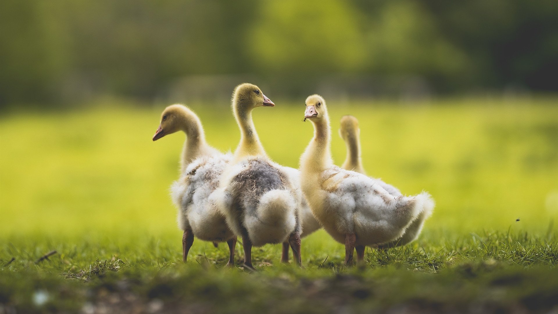 霍勒迪突破上篮雄鹿带动全队节奏，nba霍勒迪厉害